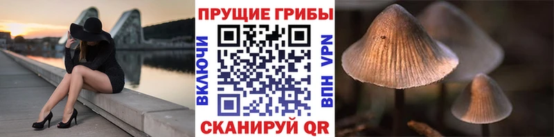 Псилоцибиновые грибы Psilocybe  Томск 